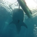 오슬롭 고래상어 (Whale Shark) 투어 이미지