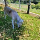 미용하는 훈련사 이미지