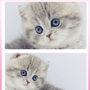 주식회사 제나캣고양이분양 | 해운대 고양이분양 고민 끝, 제나캣 고양이분양에서 만난 내 인생 첫 냥이 이야기