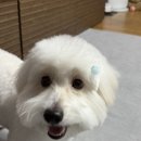 쌍금 | 꼬똥을 키우세요? 꼬똥 미용팁!