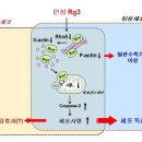 하늘약초 이미지