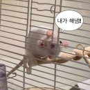 주식회사 우림 | 노베이스 일주일 벼락치기 토익스피킹_IM3 받는 꿀팁