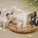 바스테트(Bastet) 이미지