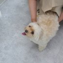 소안로 | 부천 애견미용 &#39;큐티몽&#39; 화채랑 다녀온 솔직 후기