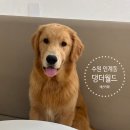 경기도 수원시 팔달구 효원로219번길 48 (인계동) | 댕더월드 방문기｜대형견도 편하게 놀 수 있는 수원 애견카페