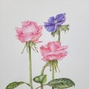 보테니컬아트(색연필그림) 이미지