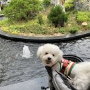 호텔스 컴도그 이미지