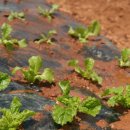 정우농장2 이미지