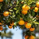 두루누릴 농장 이미지