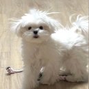 리브동물의료센터 | [슬개골 양측 탈구 수술 후기] 동래 리브동물의료센터