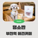 이디야커피부천남부역점 | 부천역 애견 카페 댕소반 대형견동반 실내동반가능