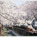 펫퍼스트 24시 강아지분양 고양이분양 파주운정점 이미지