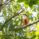 동부면 학동동백군락지