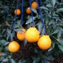 대진농장 이미지