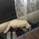 세화다방