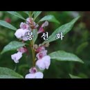 봉숭아 이미지
