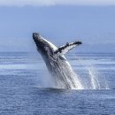 고래의꿈 이미지