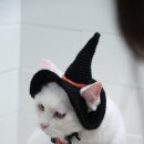 고양이 미용& 호텔 우연히, 캣 이미지