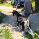 미남목장 이미지