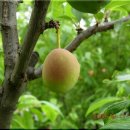 방아다리 주유소 이미지