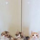 폴캐터리 이미지