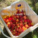 뉴질랜드 와나카 여행 가볼만한 곳 추천｜크롬웰 체리농장 방문 후기