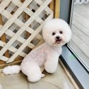 텐시퍼피 이미지