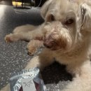 멍달구리 이미지