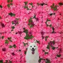 뽀송하개 애견미용 이미지