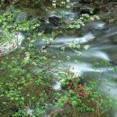 이른봄의 서정 이미지