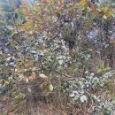 가자토속순대 이미지