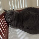 리옹동물병원 이미지