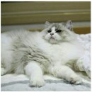 도로시캐터리 이미지