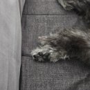 견생미생 이미지