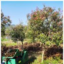 고흥군농업기계임대사업소 | 파쇄기 예약 임대 나무 잡목 데 뿌리 파쇄