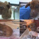 동물농장 이미지