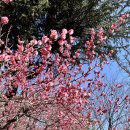 멍멍이와 야옹이 나들이 이미지