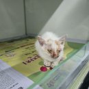 한국고양이 이미지