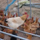 고려농장 이미지