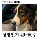 (주)셰퍼드커피 | 오스트레일리안 셰퍼드 육아일기 - 49~50주 차
