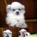 삐삐애견 이미지