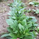 지초한의원 | 곰보배추 라고 들어보셨나요?