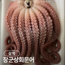 해동상회 | 자숙문어 요리 참문어 삼척장군상회 후기