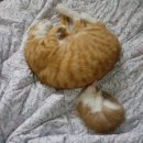 별이와콩이 이미지