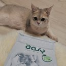 키튼코리아 | 아기고양이사료 추천 오아지 키튼 치킨 먹이고 쑥쑥 건강하게
