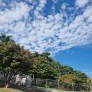 성신사 | 가을의 수원, 화성행궁 화서공원 억새 현황