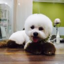 애견전문 미용 샵 이미지