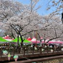 둔전체육공원_R | 진해군항제 후기: 주차정보, 셔틀버스, 벚꽃 개화