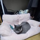 펫구름 | 고양이 쿠션 내돈내산 성공기ㅣ쿠팡 카무라라 펫 구름 소파 후기