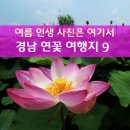 경남 연꽃 여행지(촬영지) 이미지